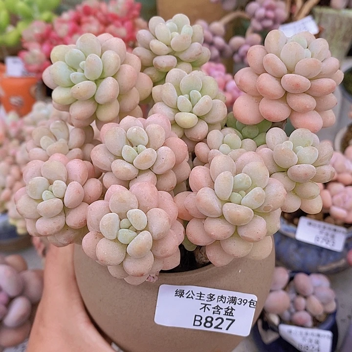 洛可可老桩12cm827多肉植物