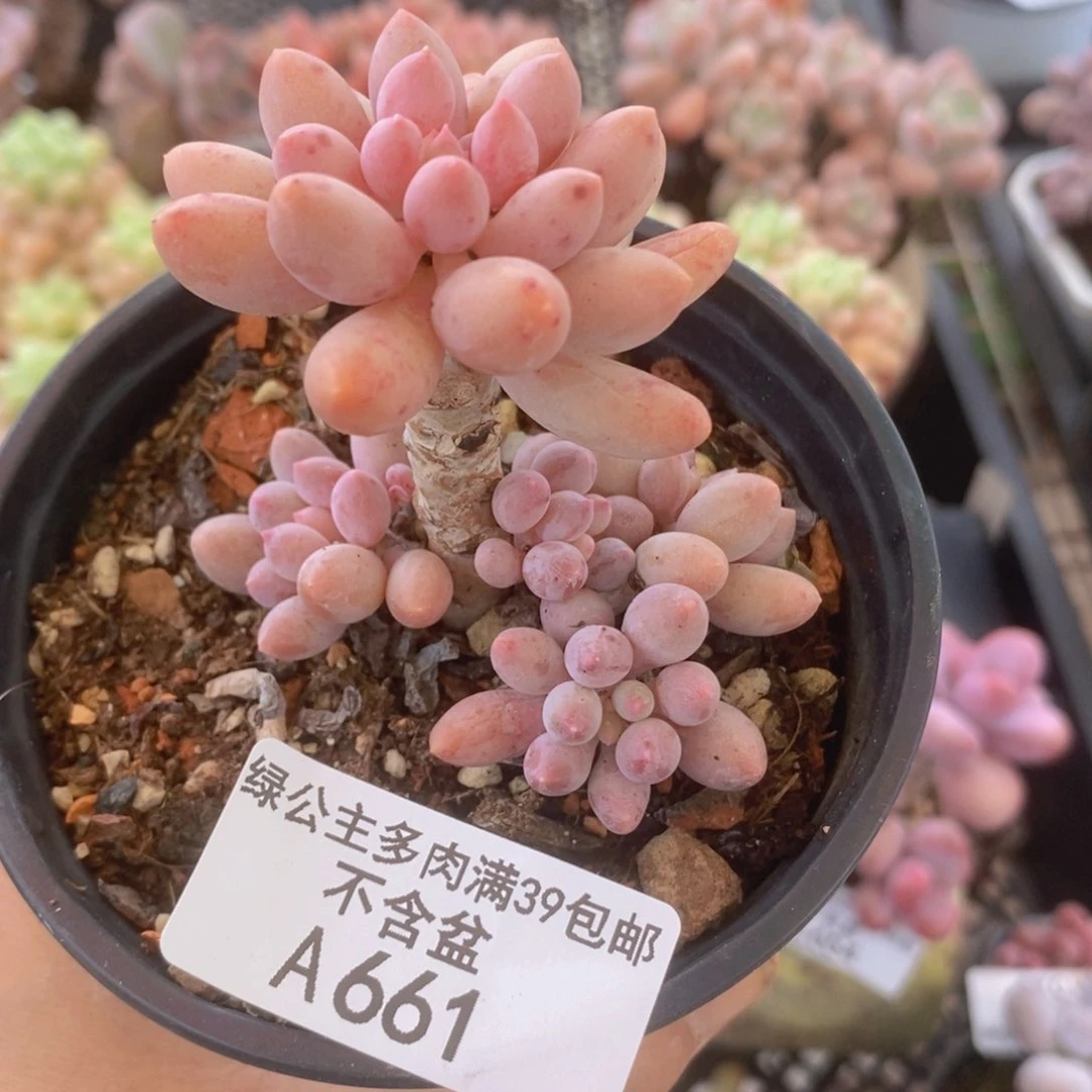 婴儿手指老桩5cm661多肉植物