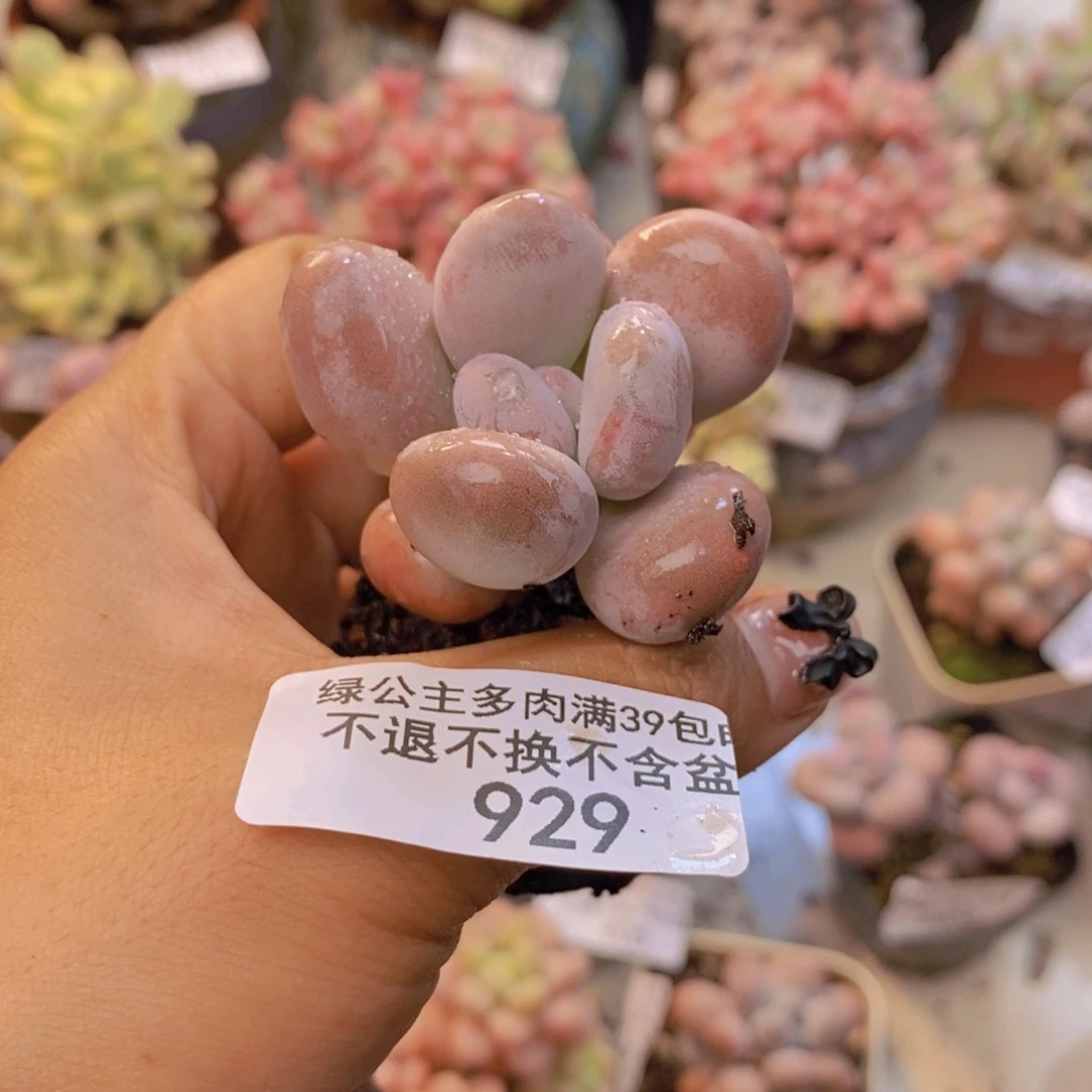 929橙雪球多肉4c m