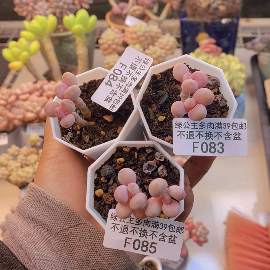 大**?083。084。085糖果桃蛋三颗