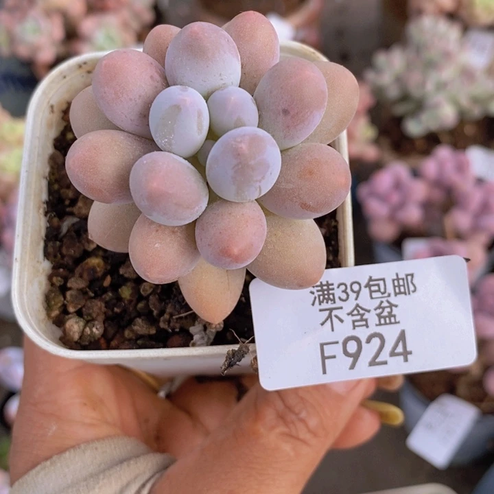 手指奶924/4cm多肉