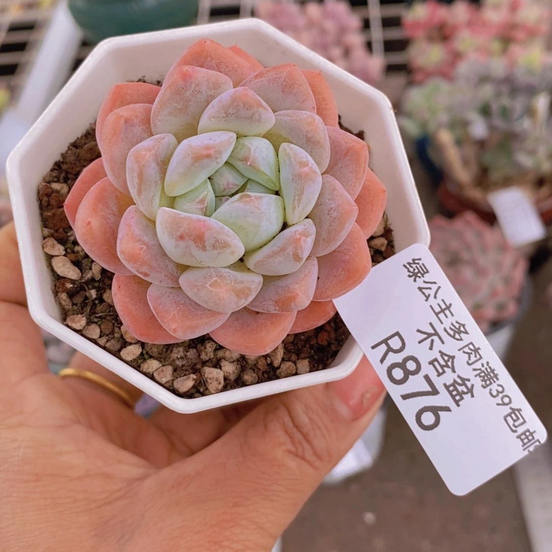 俩*妈樱花冰玉876/5c m