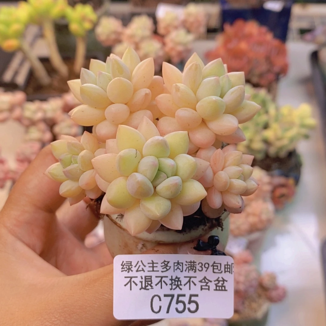 755泡泡糖多肉不包整