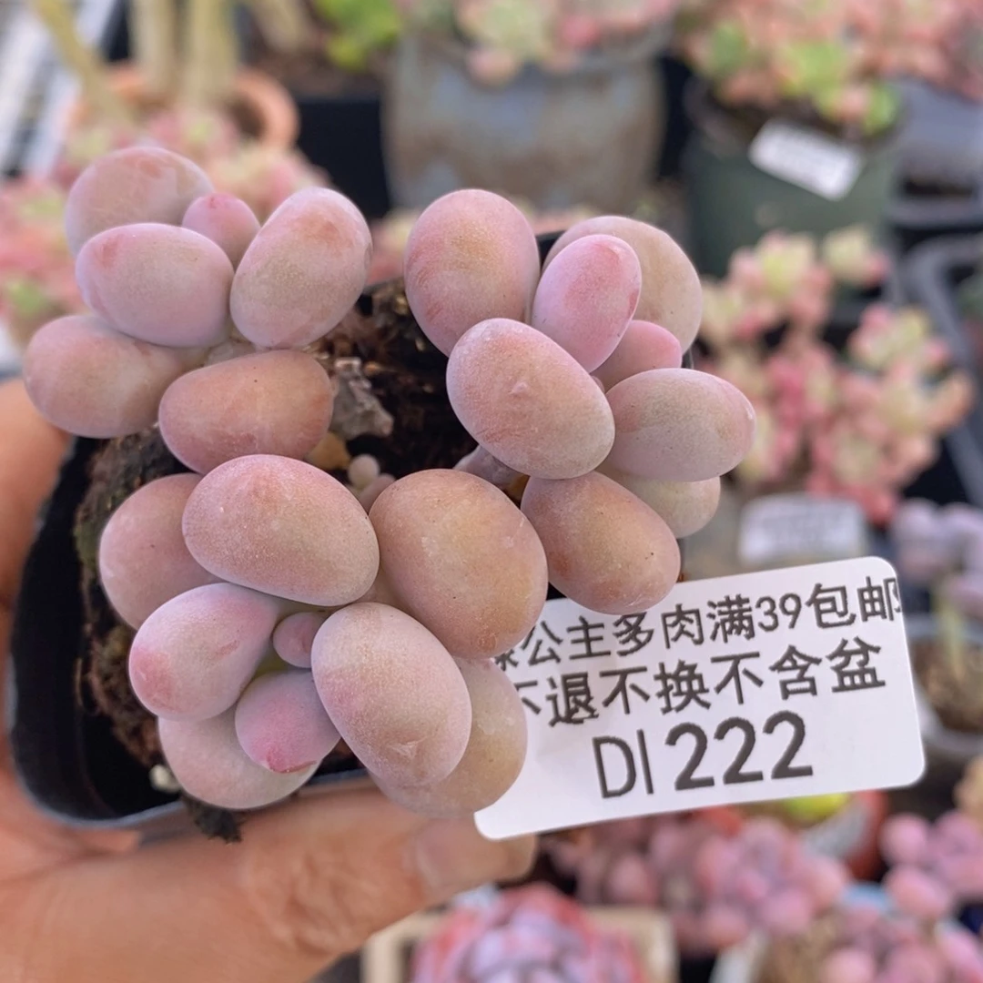 腰子桃蛋5cm222多肉植物