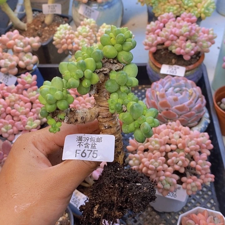 文*675香蕉树多肉轻微掉叶