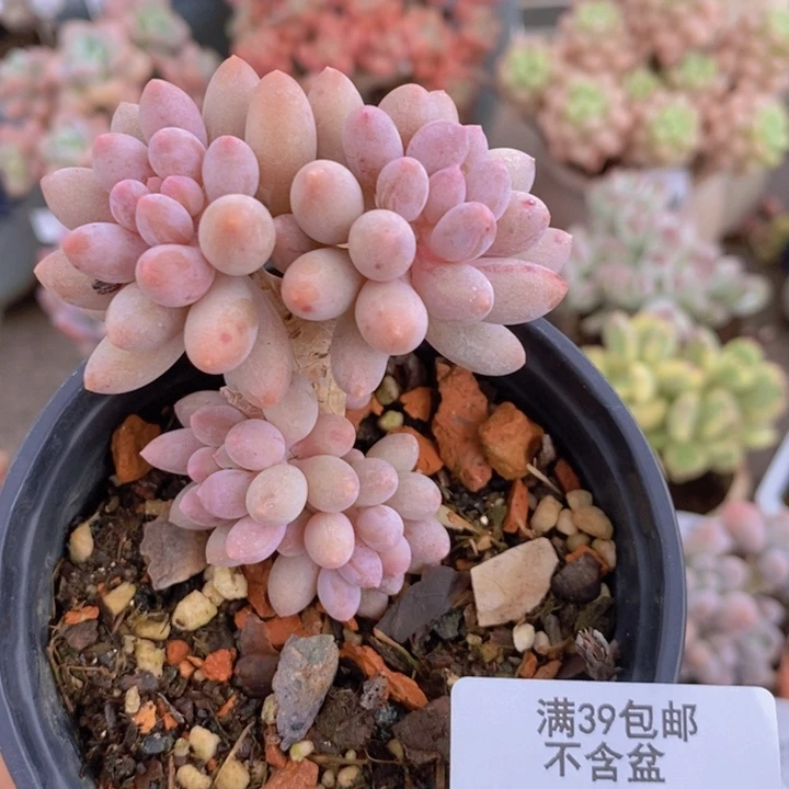 婴儿手指198/5c m