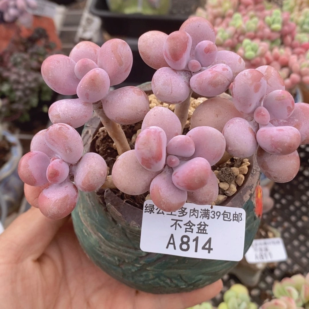 桃蛋老桩10cm814多肉植物