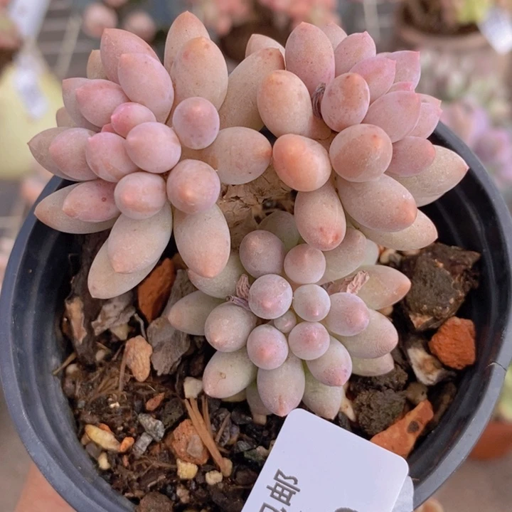 婴儿手指1000/5c m