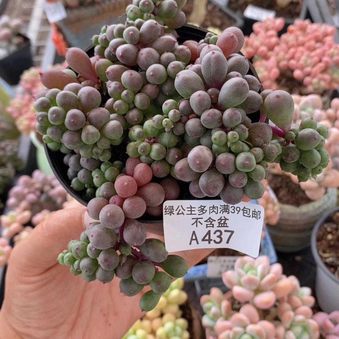 紫葡萄散拼11cm437多肉植物