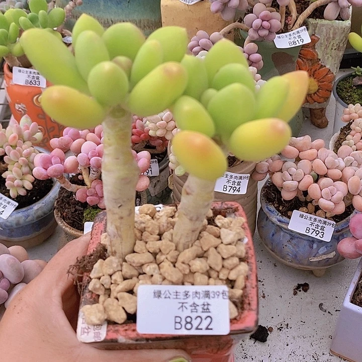 金蟾双头822多肉植物