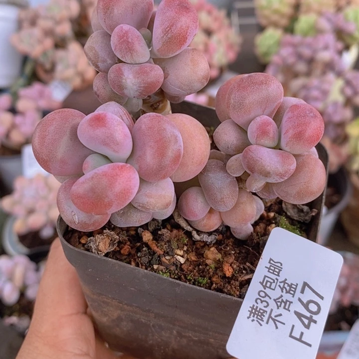 腰子桃蛋467/6c m