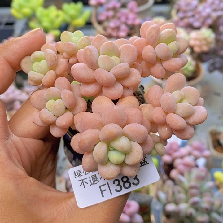 383洛可可多肉6cm