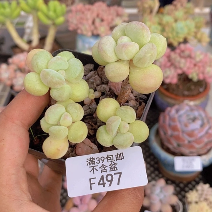 497萤火虫多肉6cm