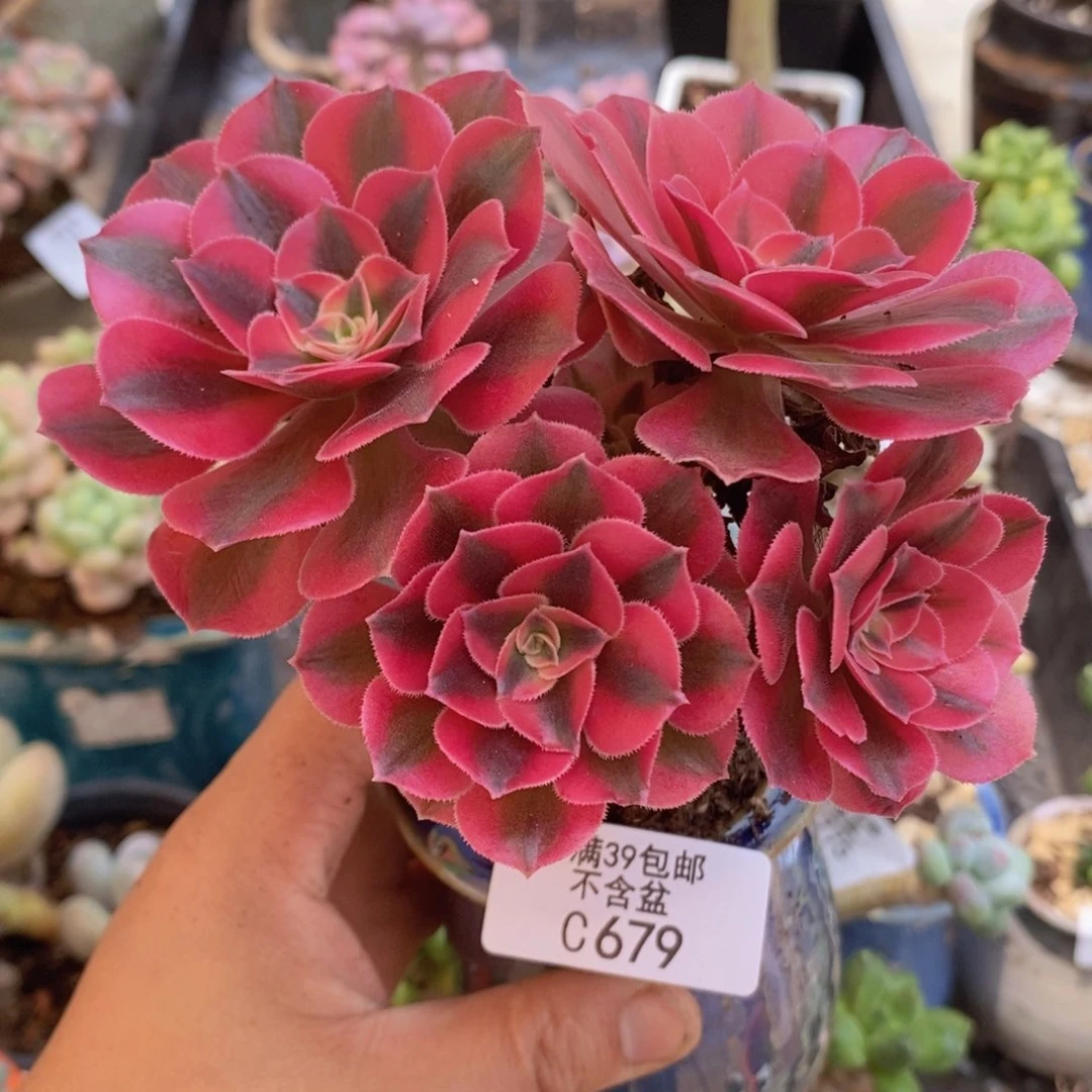 法师有砍679多肉植物