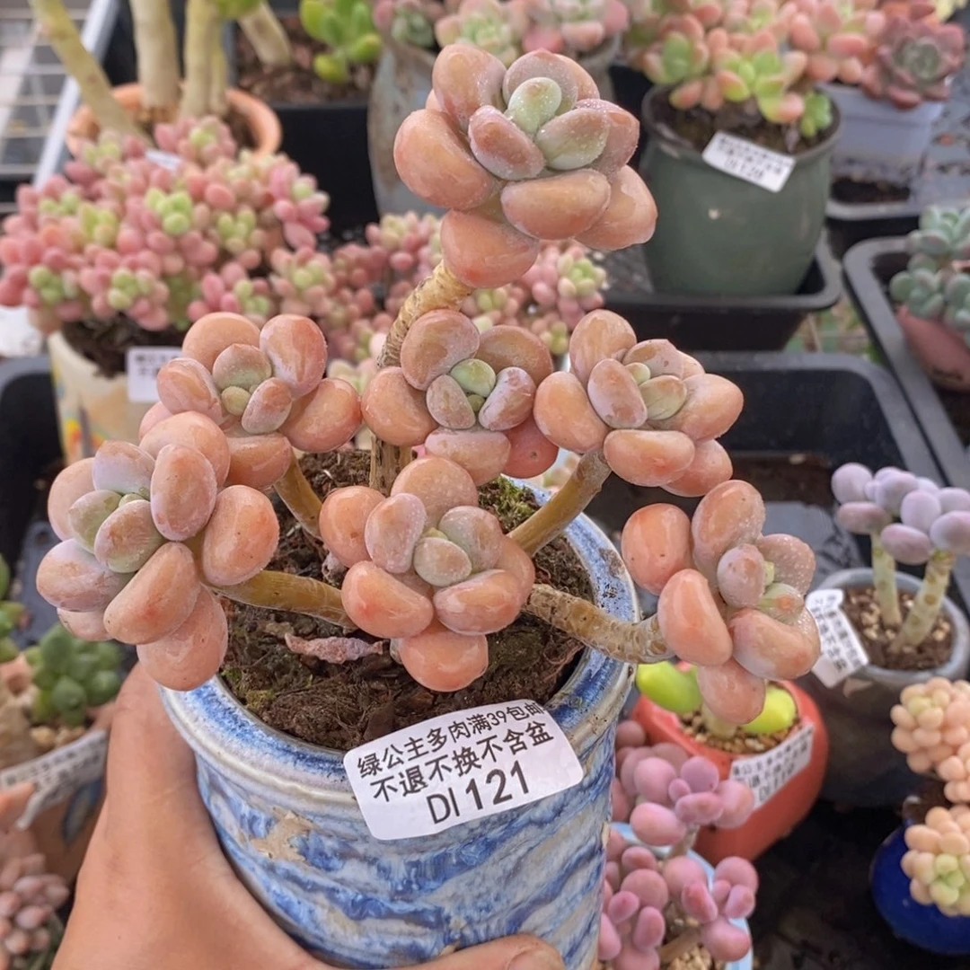 橘子香水洛神10cm121多肉植物