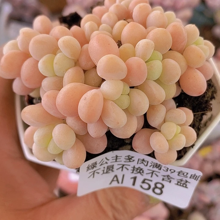 鱼子酱6cm158多肉植物