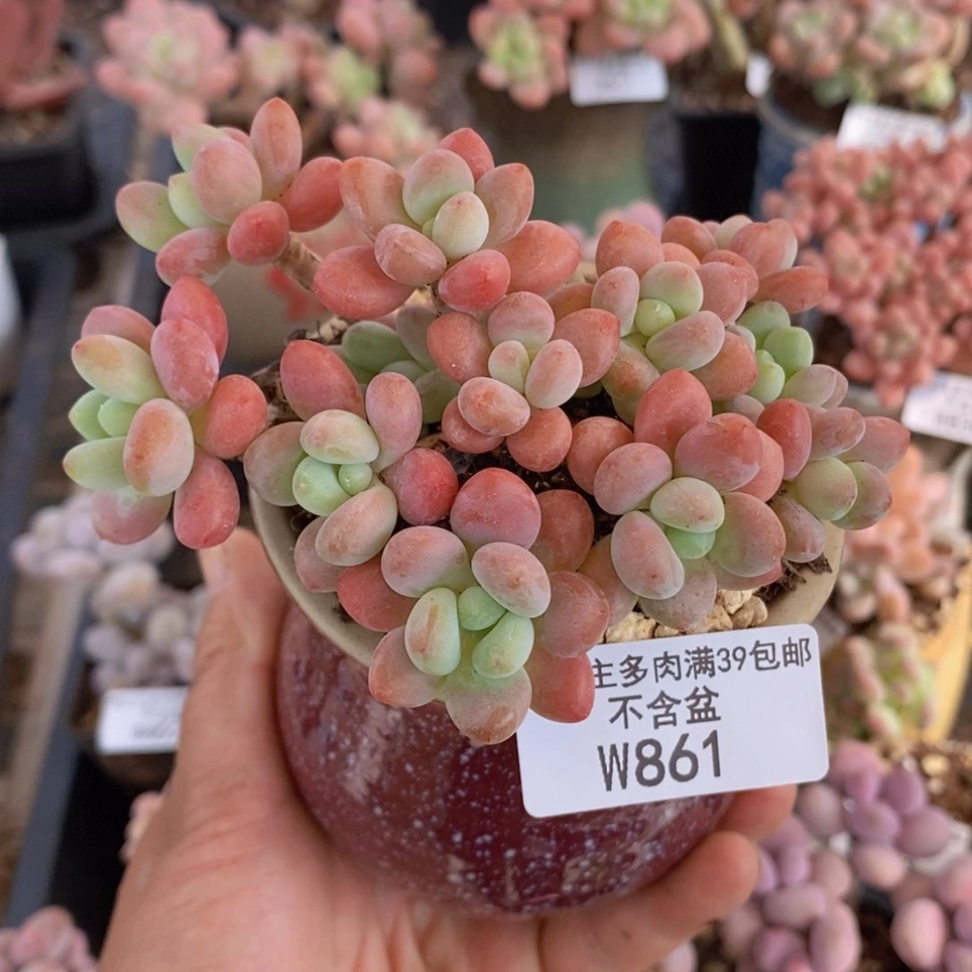 鱼子酱9cm861多肉植物