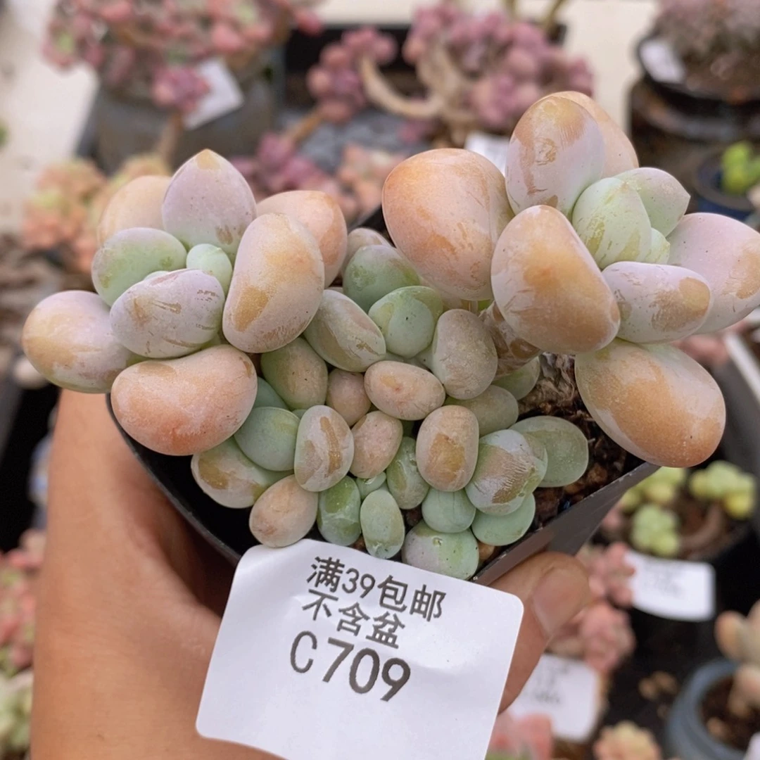 香水罗神8cm709多肉