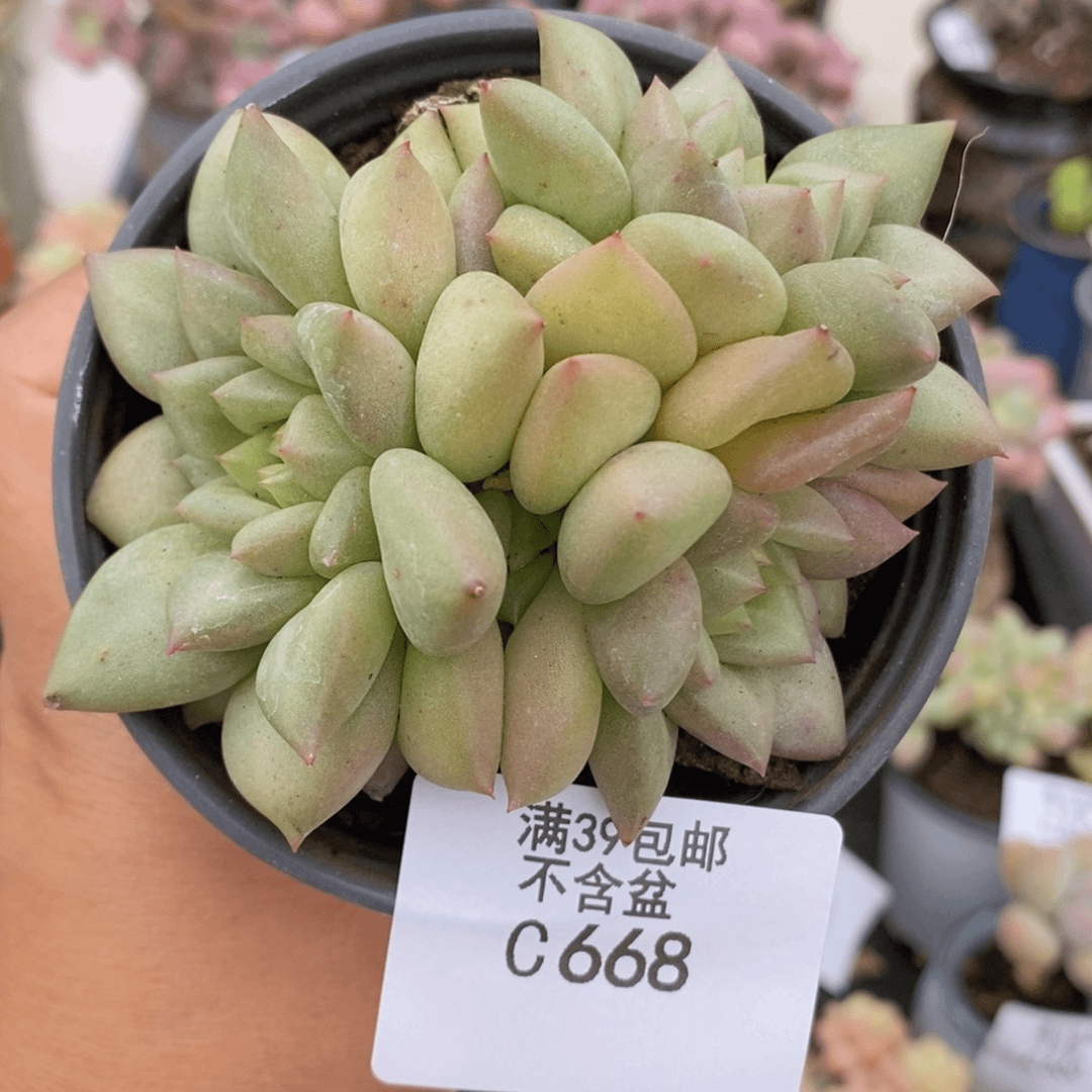 象牙奶8vm668多肉植物