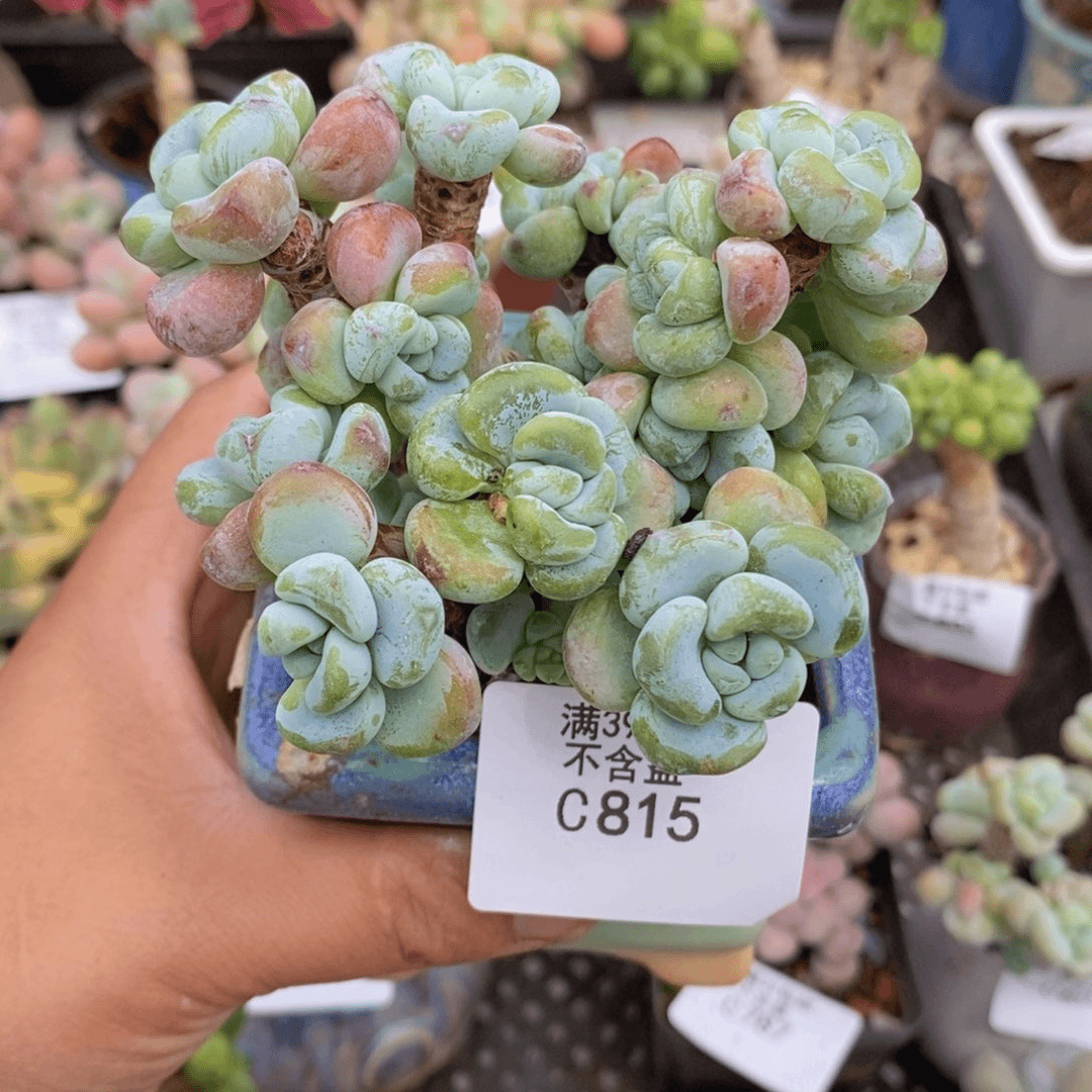 腰子罗琦8cm815多肉植物