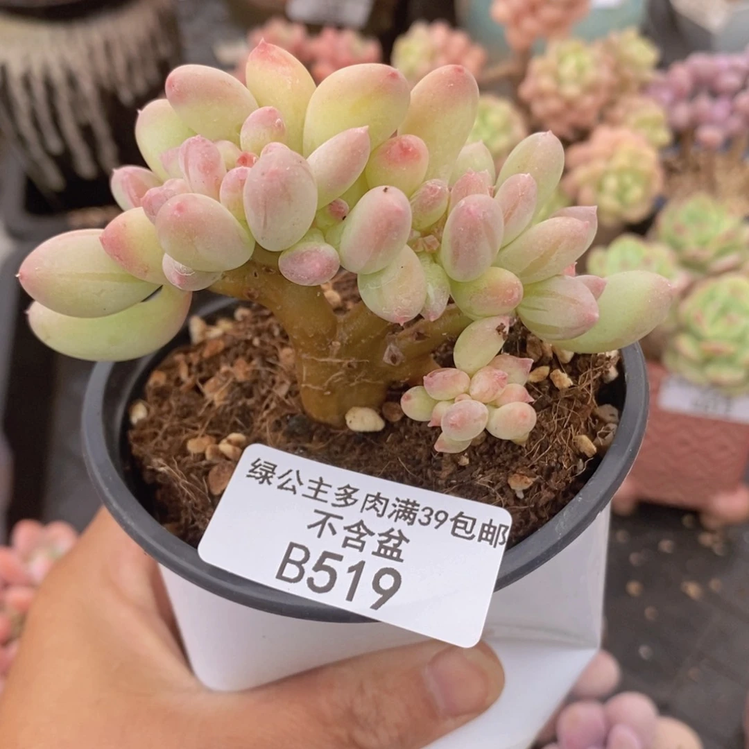 苹果奶缀7cm519多肉植物
