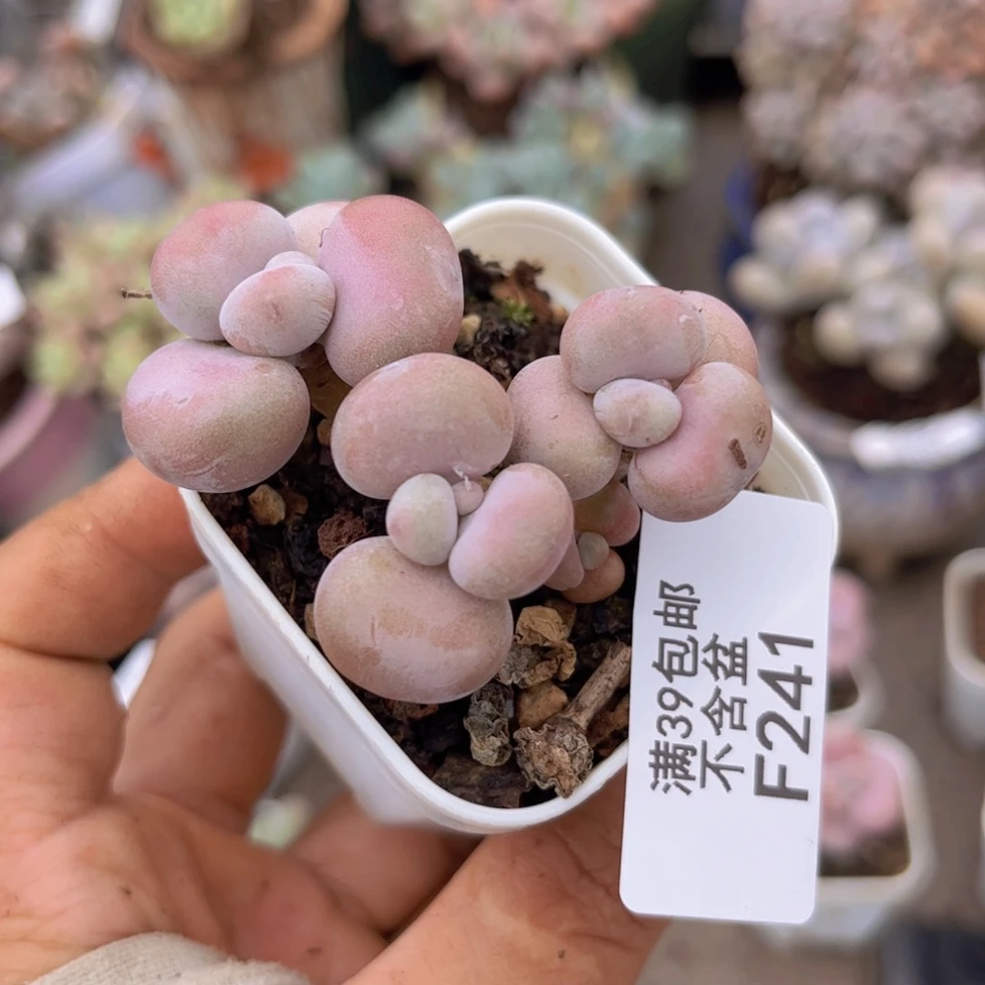 腰子桃蛋241/4c m