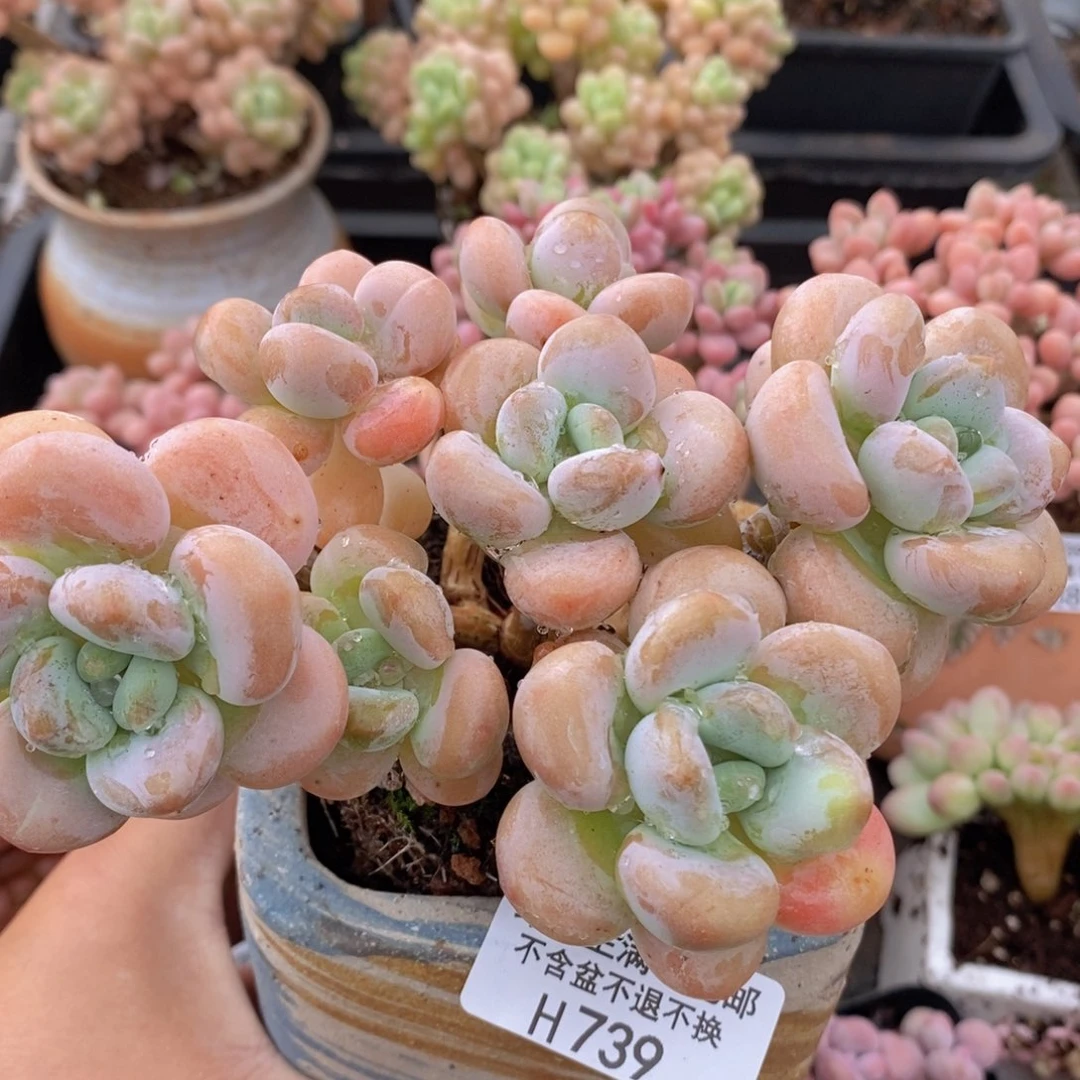 橘子香水洛神老桩13cm739多肉植物