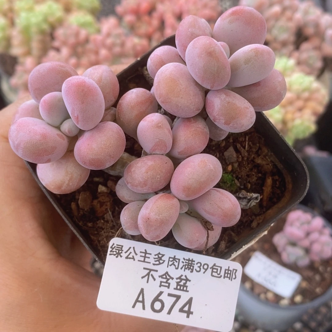 腰子桃蛋6cm674多肉植物