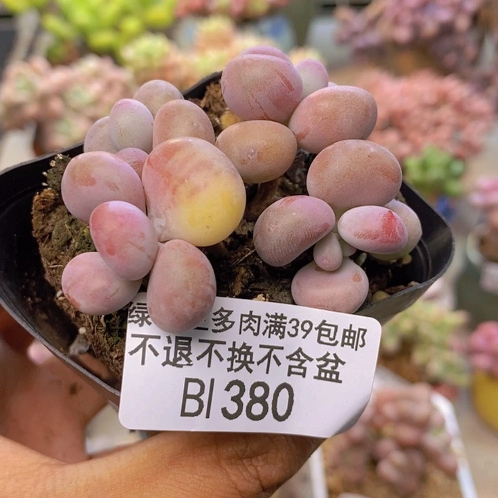 380腰子桃蛋多肉4cm