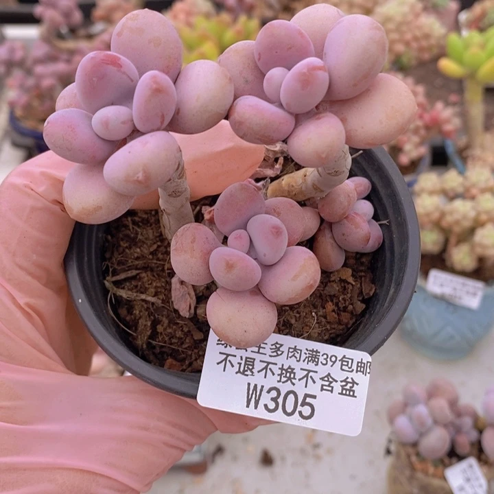 糖果桃蛋老桩7cm305多肉植物
