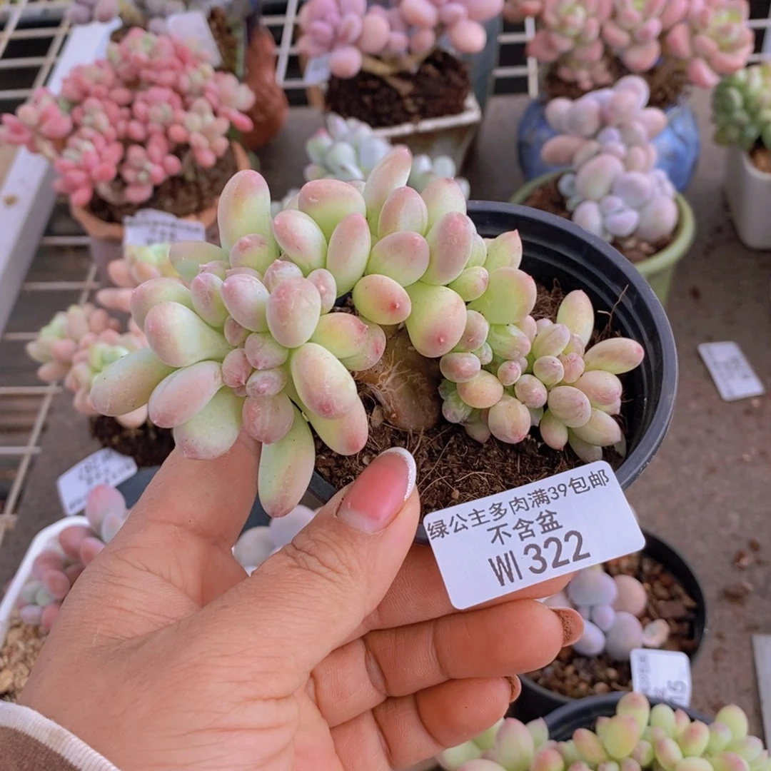 心****师苹果奶缀322/8c m