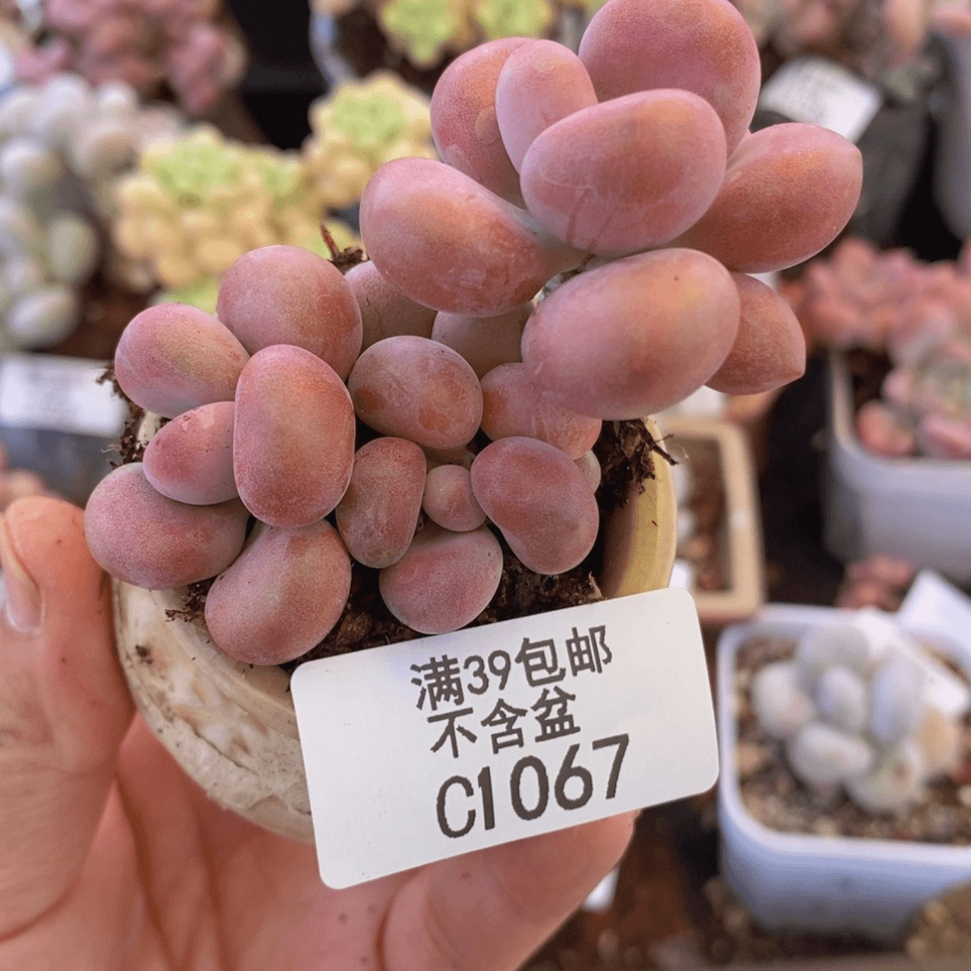 腰子桃蛋5cm1067多肉植物