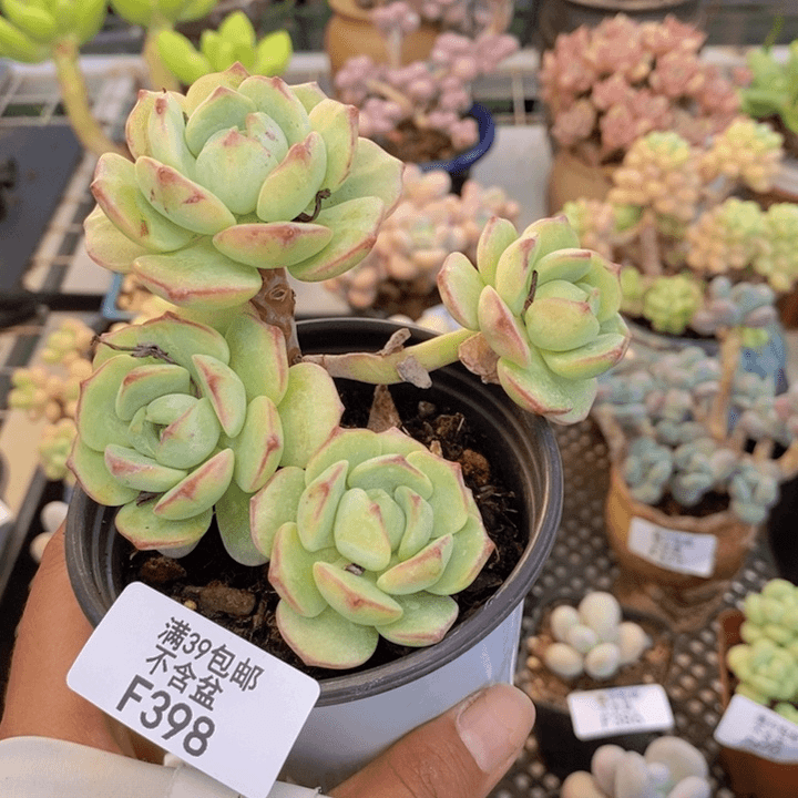 398丸叶香草多肉8cm