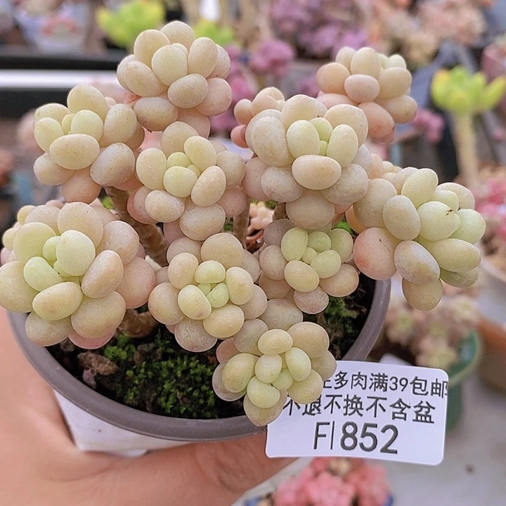 圆叶花朵鱼子酱9cm852多肉植物