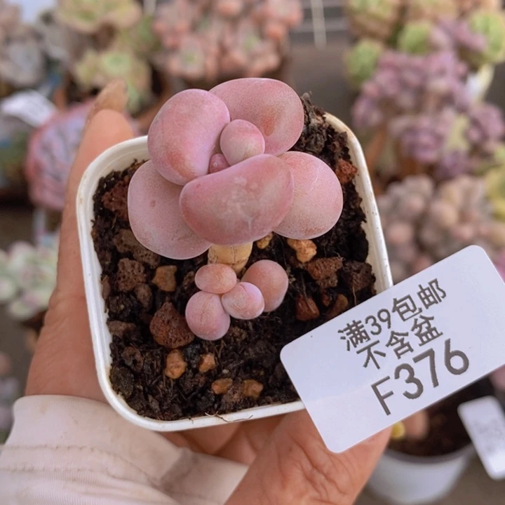 腰子桃蛋376/2c m