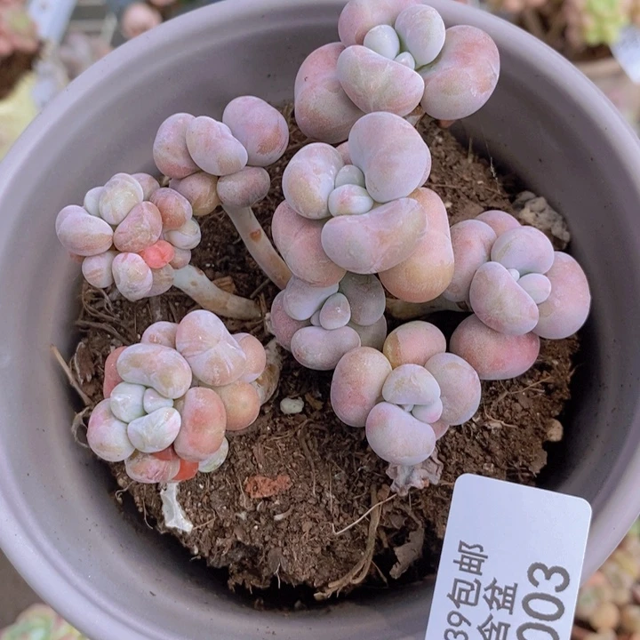腰子桃蛋1003/7x m