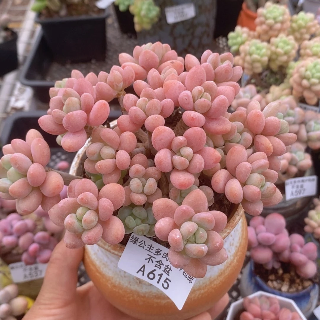 鱼子酱老桩12cm615多肉植物