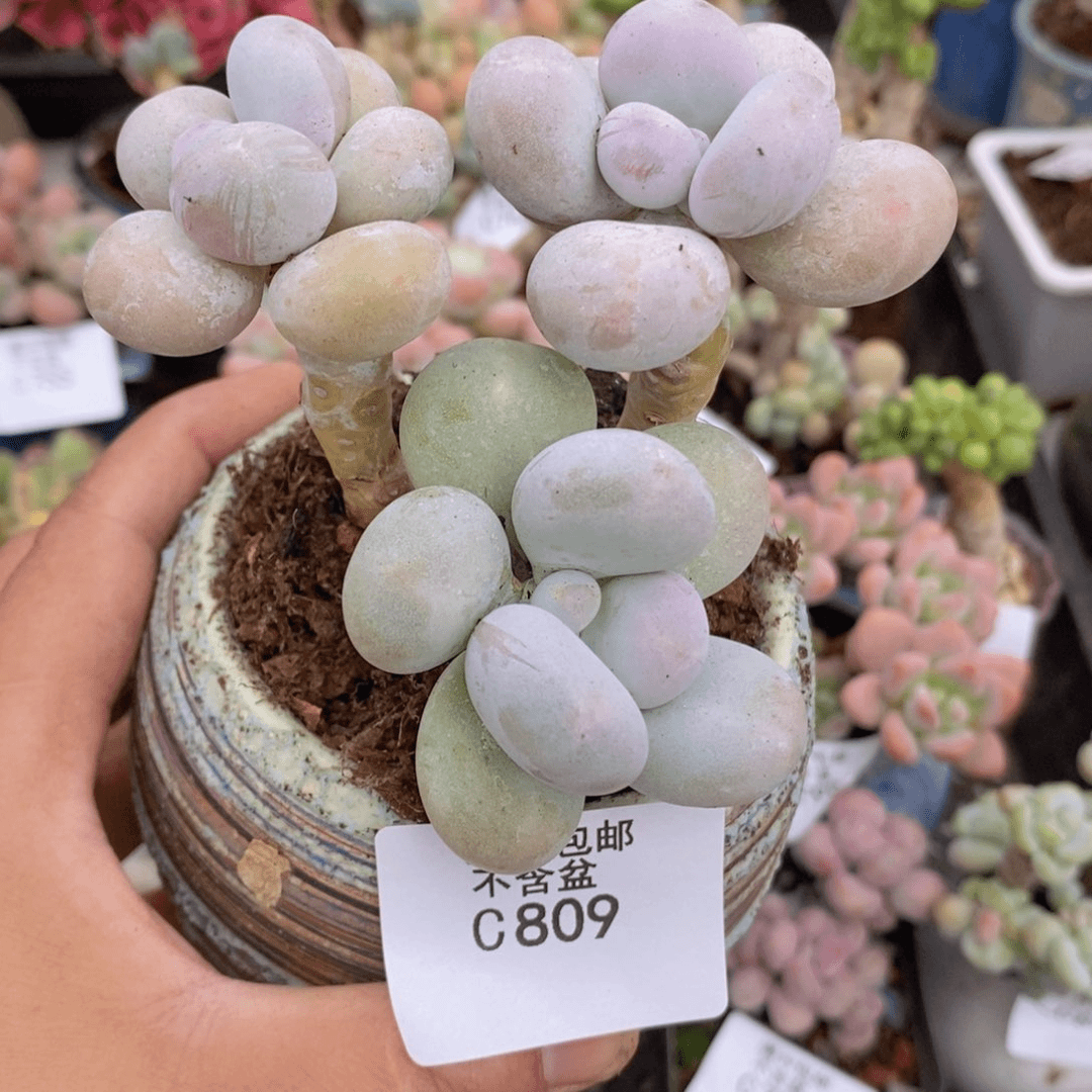 水光针奶酪9cm809多肉植物
