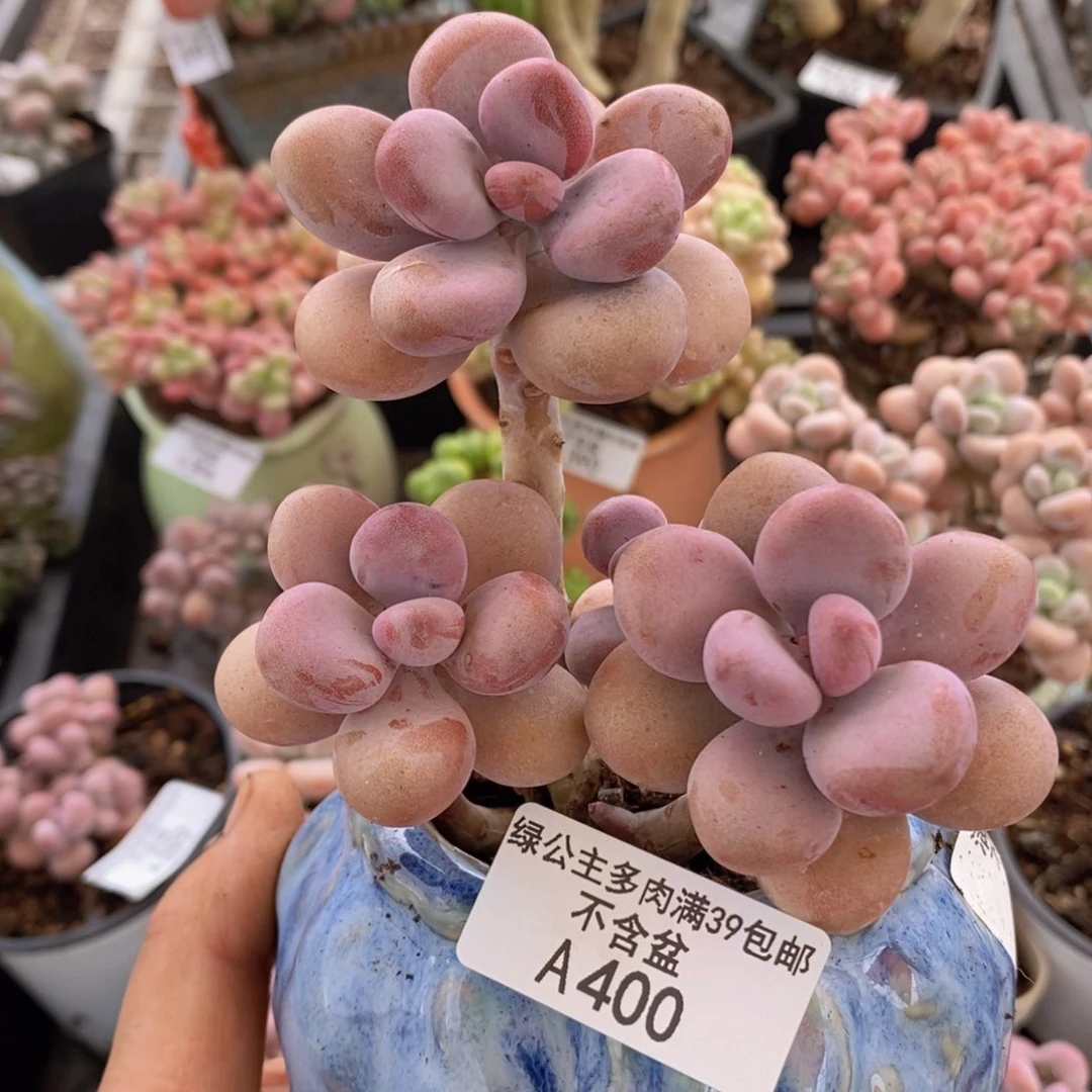 糖果桃蛋400多肉植物