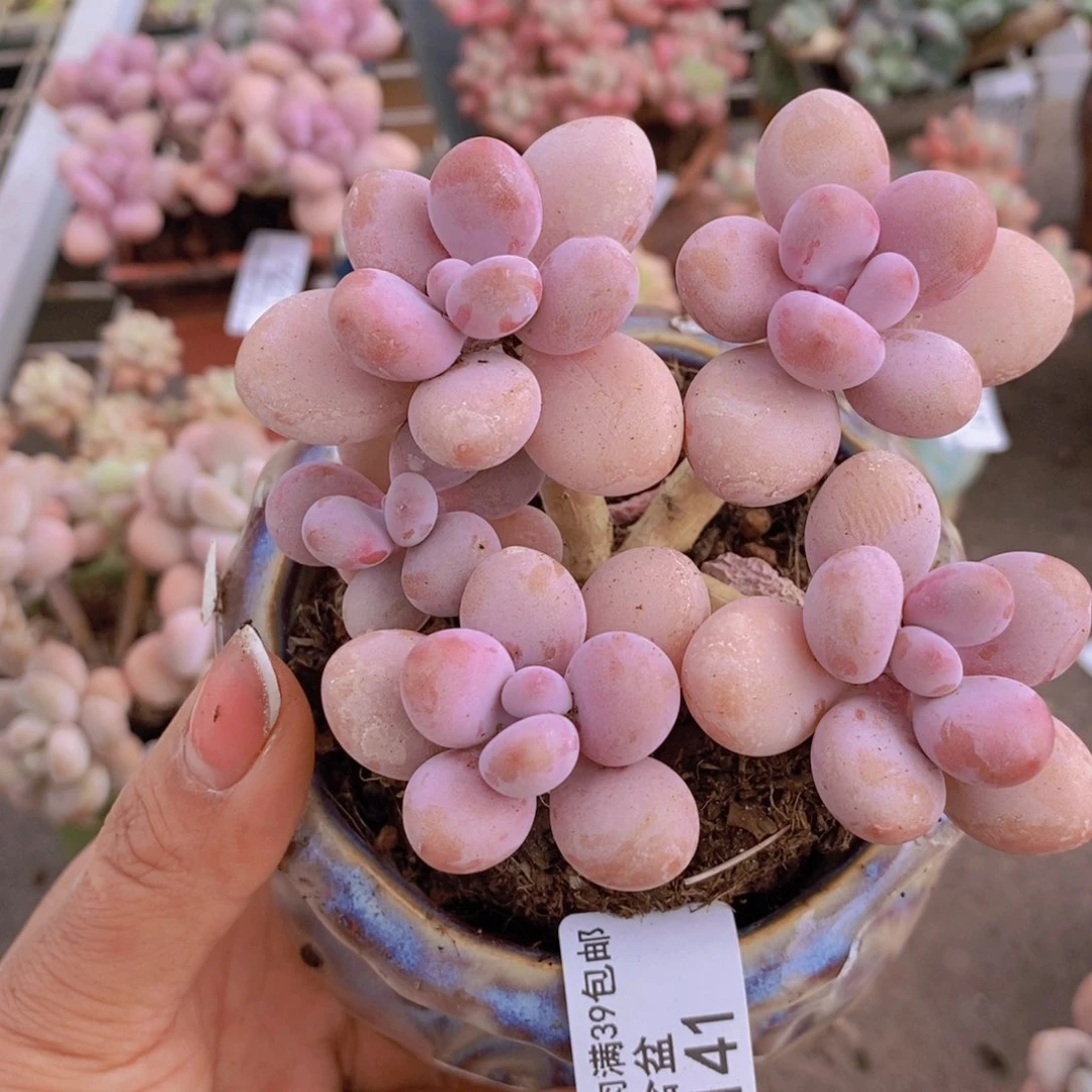 糖果桃蛋141:8c m