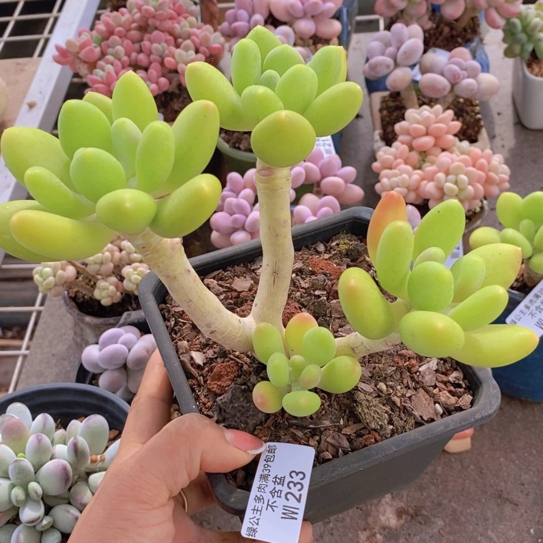 金蟾233/12cm的肉