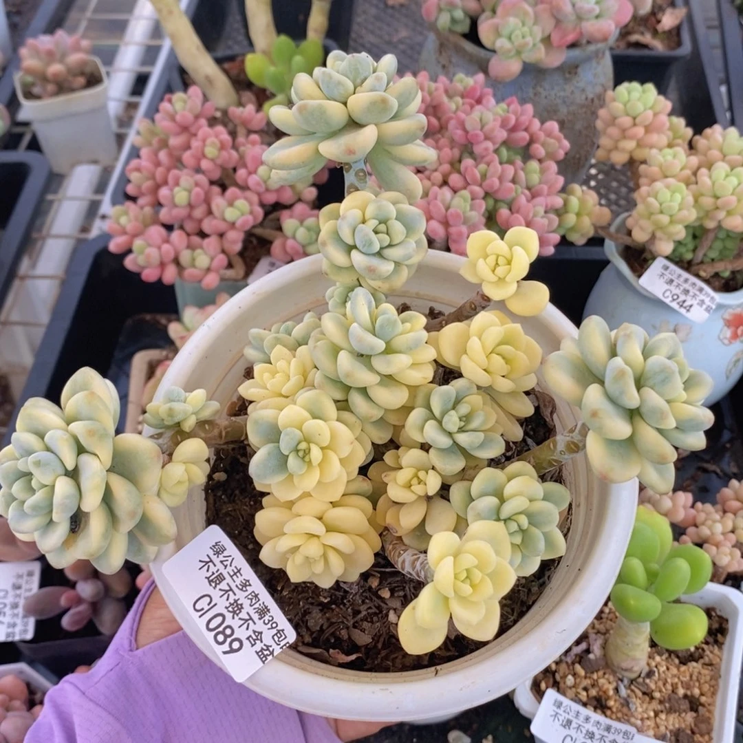 劳尔锦16cm1089多肉植物