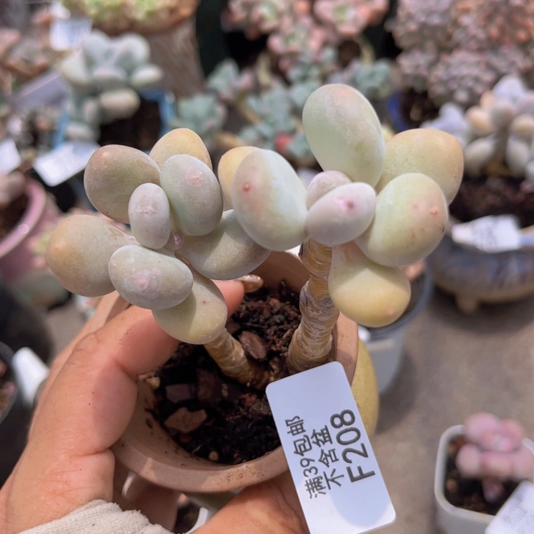蛋黄奶208/5cm多肉