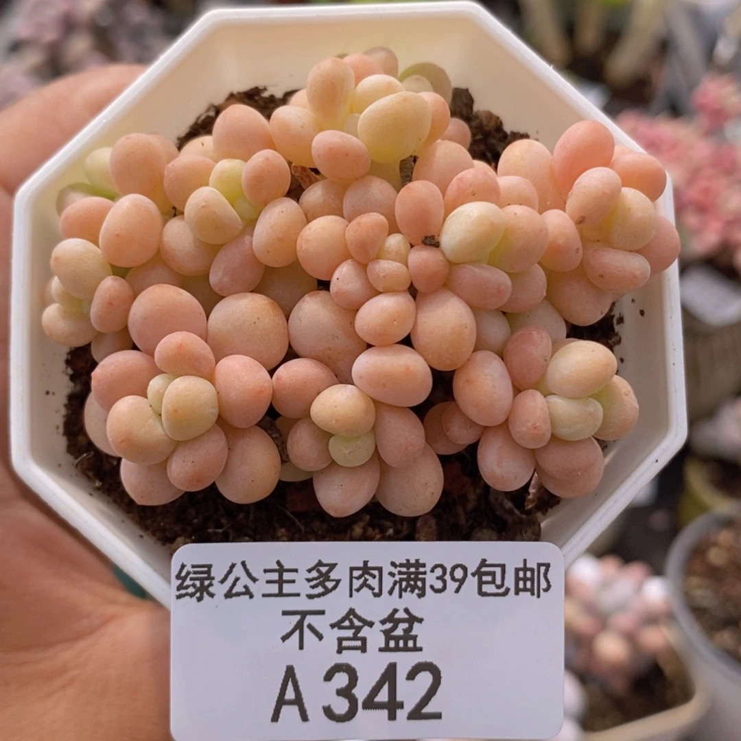 鱼子酱5cm342多肉植物