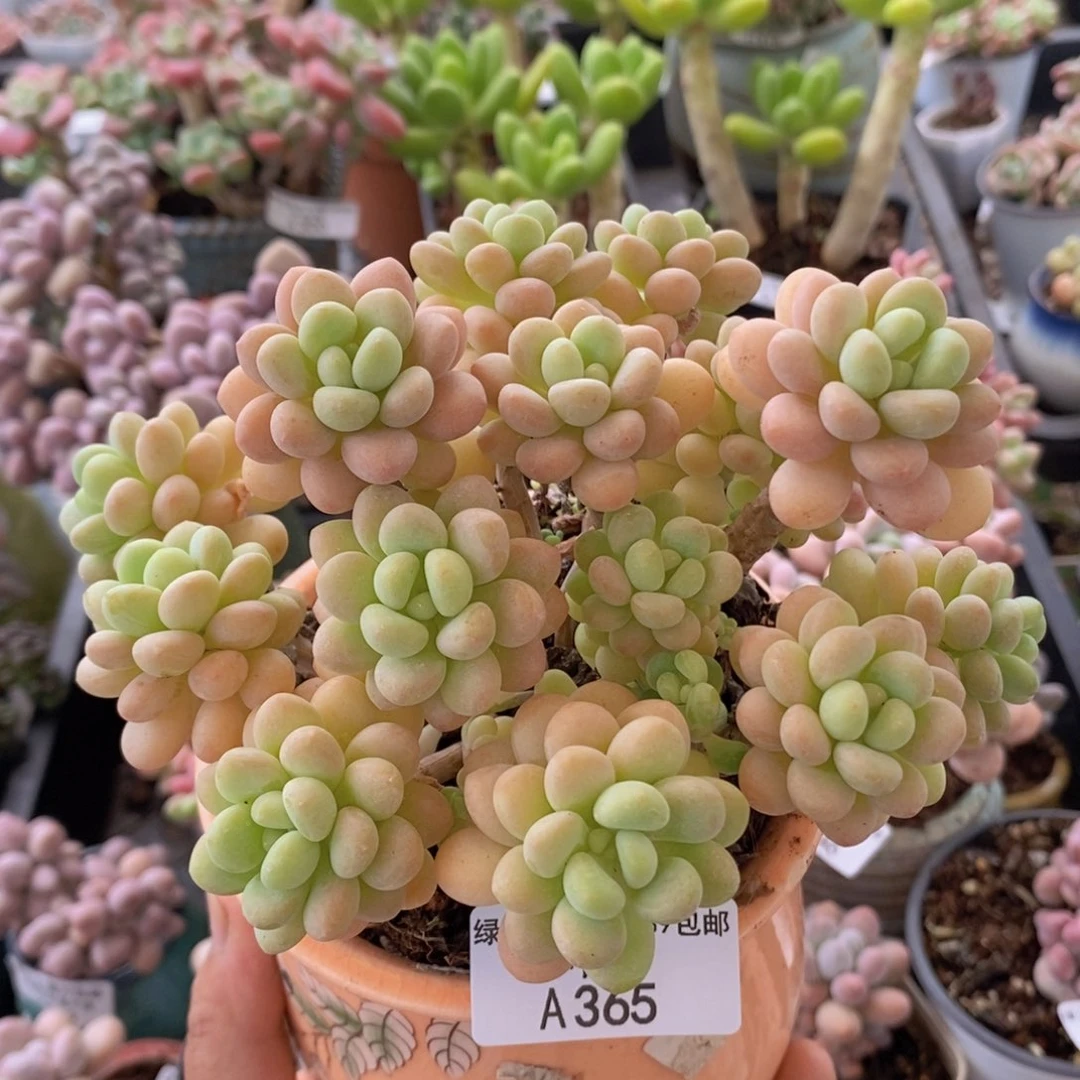 洛可可12cm365多肉植物