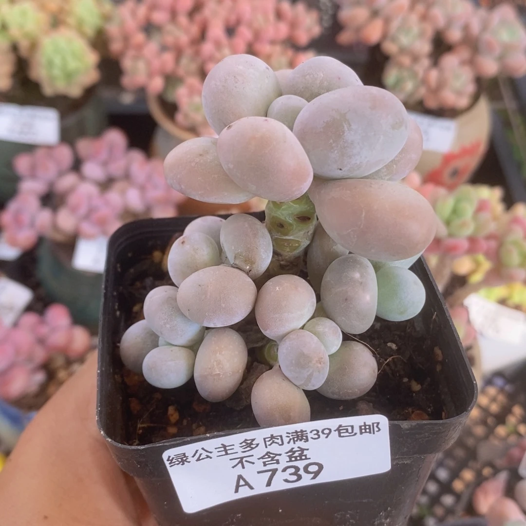 橙奶6cm739多肉植物