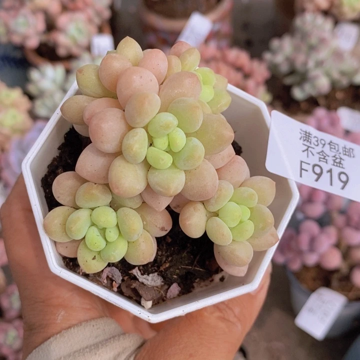 鱼子酱919/5vm多肉