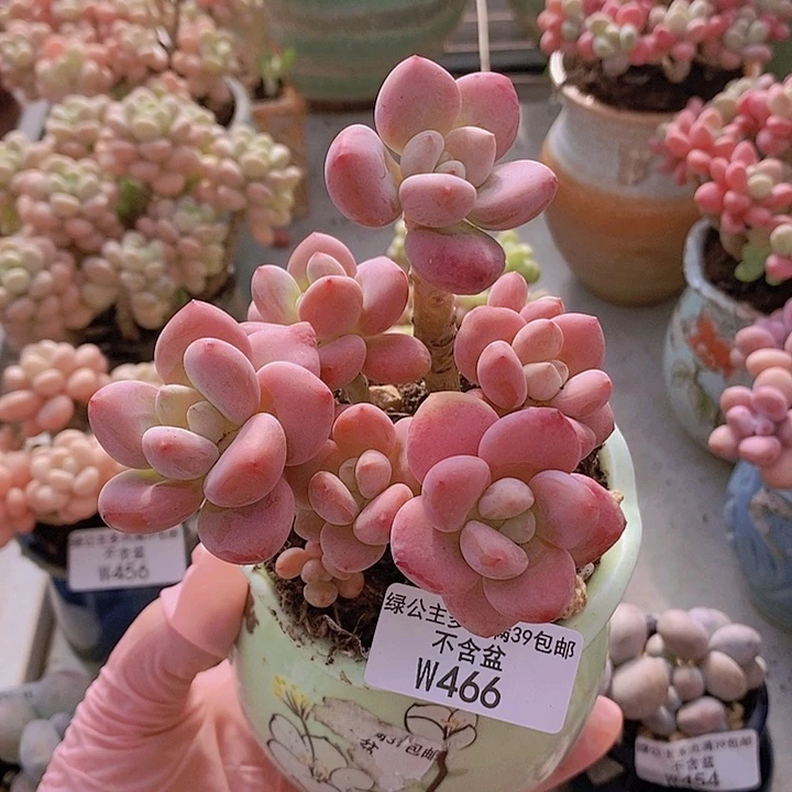 樱花洛神老桩12cm466多肉植物