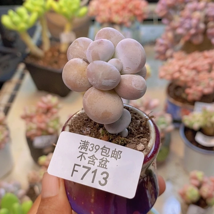 713芭比奶多肉3c m