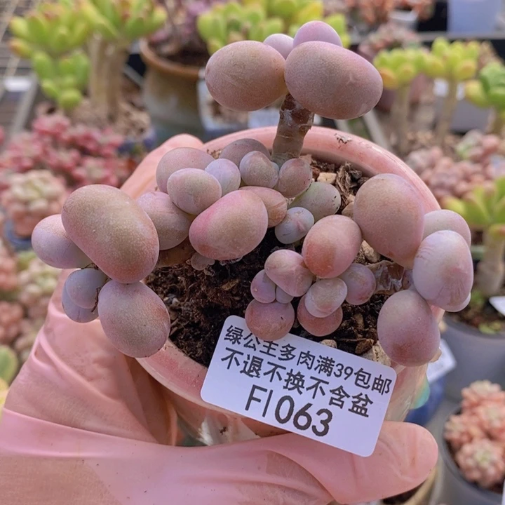 腰子桃蛋8cm1063多肉植物